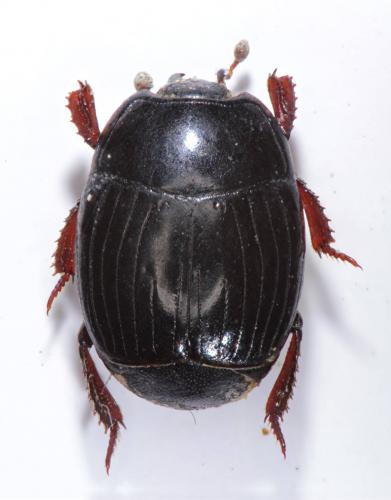 Margarinotus ruficornis